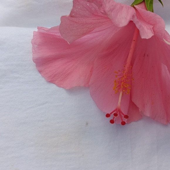 A Collector Sturart Weitzman Embellished Tee.Size small. - Picture 7 of 8